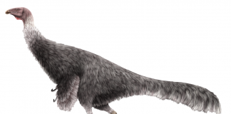 Dinozaurul Erlikosaurus descris de paleontologul Altangerel Perle