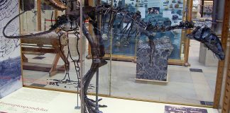 Dinozaurul Eustreptospondylus era un excelent înotător