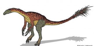Dinozaurul Falcarius avea corpul acoperit cu pene
