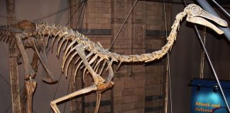 Dinozaurul Gallimimus semăna cu un ștruț african