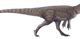 Dinozaurul Gasosaurus descoperit în China, un carnivor de 4 metri lungime