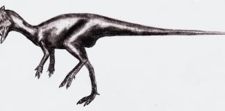 Dinozaurul Goyocephale, un animal preistoric mic