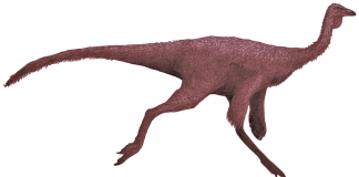 Dinozaurul Harpymimus a trăit în Cretacicul superior