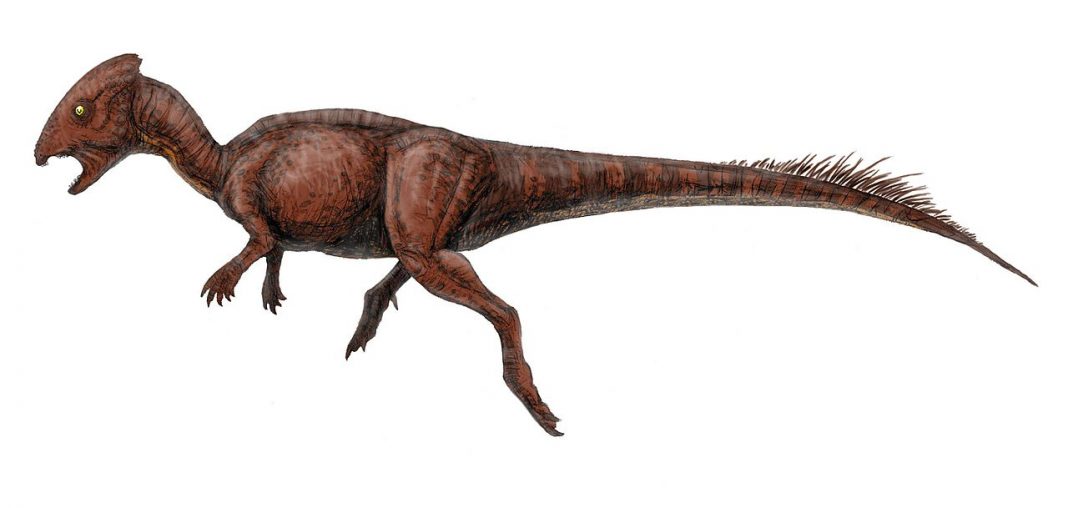 Dinozaurul Homalocephale avea craniul aplatizat