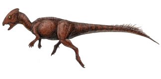 Dinozaurul Homalocephale avea craniul aplatizat