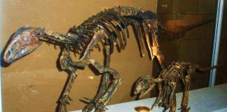 Dinozaurul Hypsilophodon avea spatele protejat de solzi osoși