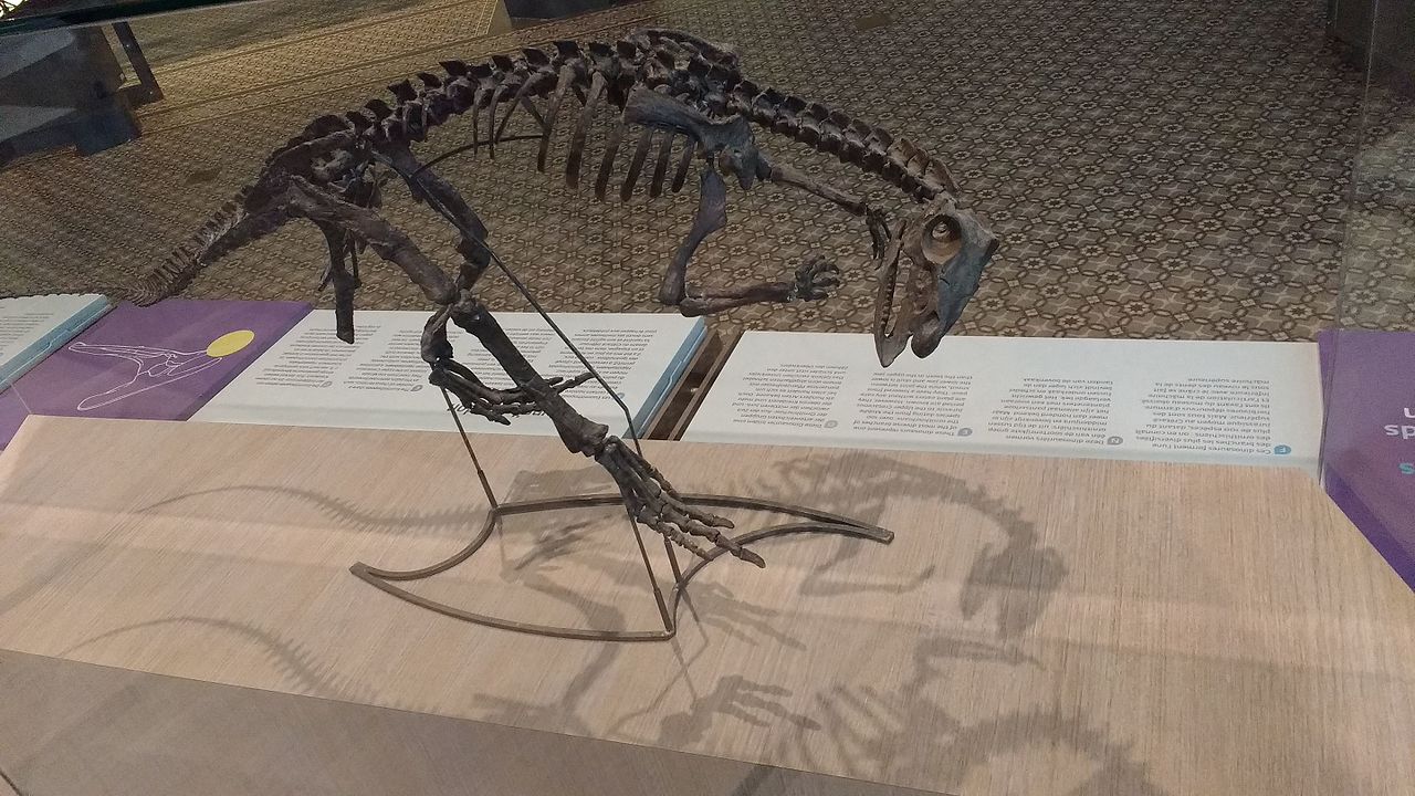 Dinozaurul Hypsilophodon