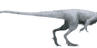 Dinozaurul Juravenator - un vânător iscusit din Jurasic