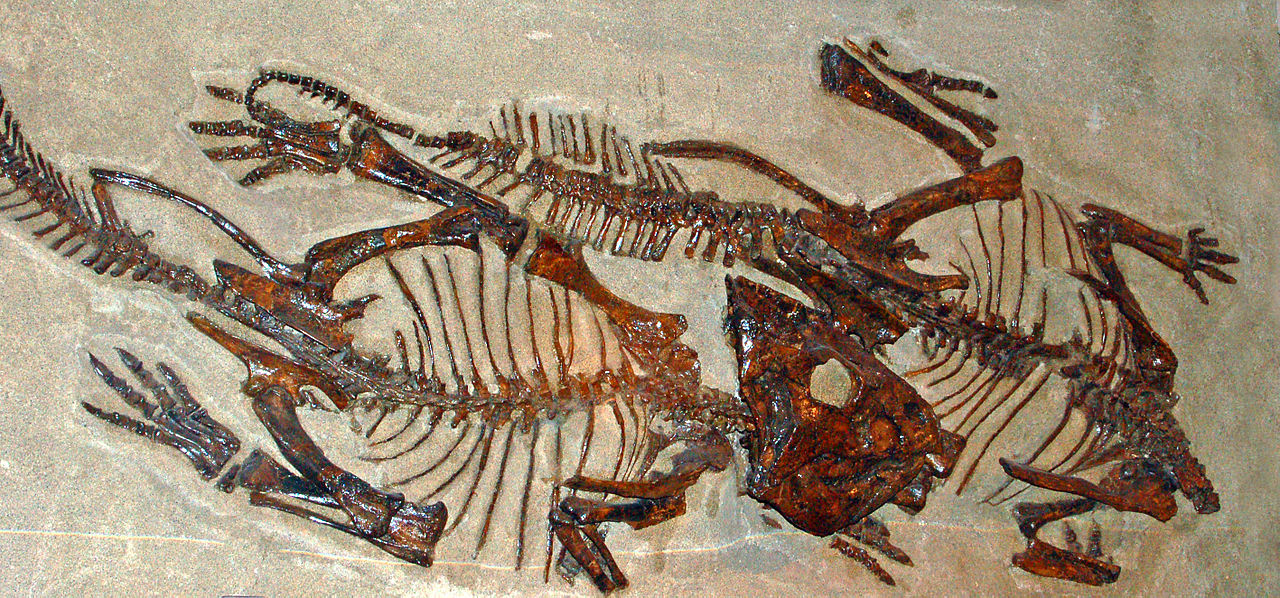 Dinozaurul Leptoceratops