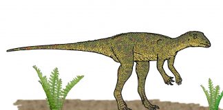 Dinozaurul Lesothosaurus sau șopârla din Lesotho