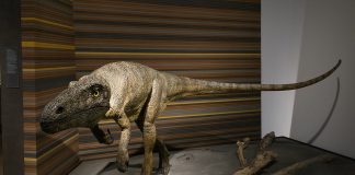 Dinozaurul Liliensternus