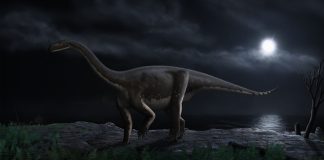 Dinozaurul Melanosaurus readi din Jurasicul superior al Africii de Sud