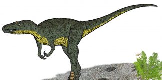 Dinozaurul Nanotyrannus, un prădător feroce din Cretacicul superior