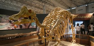 Dinozaurul Nipponosaurus a trăit acum 75 de milioane de ani în cretacicul superior
