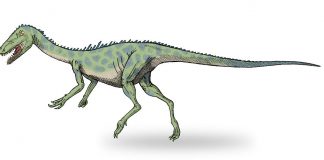 Dinozaurul Noasaurus ale cărui fosile au fost descoperite în Argentina