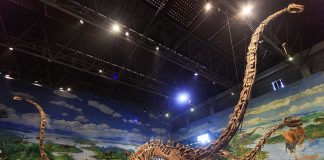 Dinozaurul Omeisaurus, șopârla din Muntele Emeishan