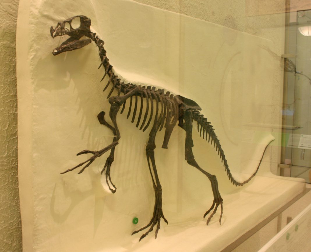 Dinozaurul Ornitholestes hermanni, pasărea hoț din Jurasic