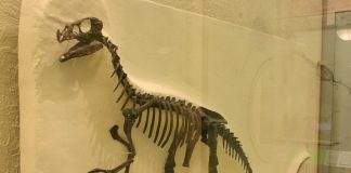 Dinozaurul Ornitholestes hermanni, pasărea hoț din Jurasic