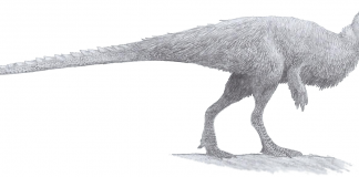 Dinozaurul Orodromeus descoperit în valea Munților Stâncoși