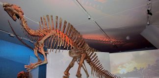 Dinozaurul Ouranosaurus descoperit în Nigeria și descris de Philippe Taquet