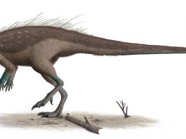 Dinozaurul Parksosaurus descoperit de William Arthur Parks