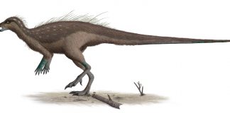 Dinozaurul Parksosaurus descoperit de William Arthur Parks