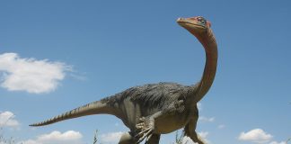 Dinozaurul Pelecanimimus care a trăit în Cretacicul inferior