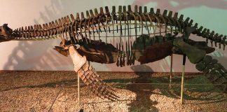 Dinozaurul Peloneustes, un înotător foarte bun