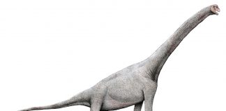 Dinozaurul Pelorosaurus descris de paleontologul Gideo Mantell