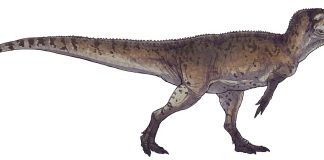 Dinozaurul Piatnitzkysaurus - șopârla Piatnitzky din era Mez