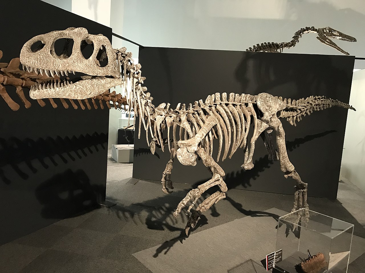 Dinozaurul Piatnitzkysaurus