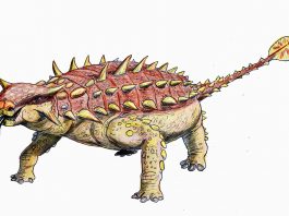 Dinozaurul Pinacosaurus avea un buzdugan la extremitatea cozii