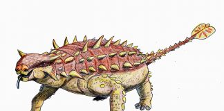 Dinozaurul Pinacosaurus avea un buzdugan la extremitatea cozii