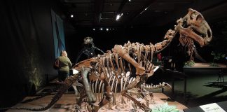 Dinozaurul Probactrosaurus descris de paleontologul Anatoli K. Rozdestvensky