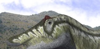 Dinozaurul Prosaurolophus cu cioc de rață și creastă osoasă