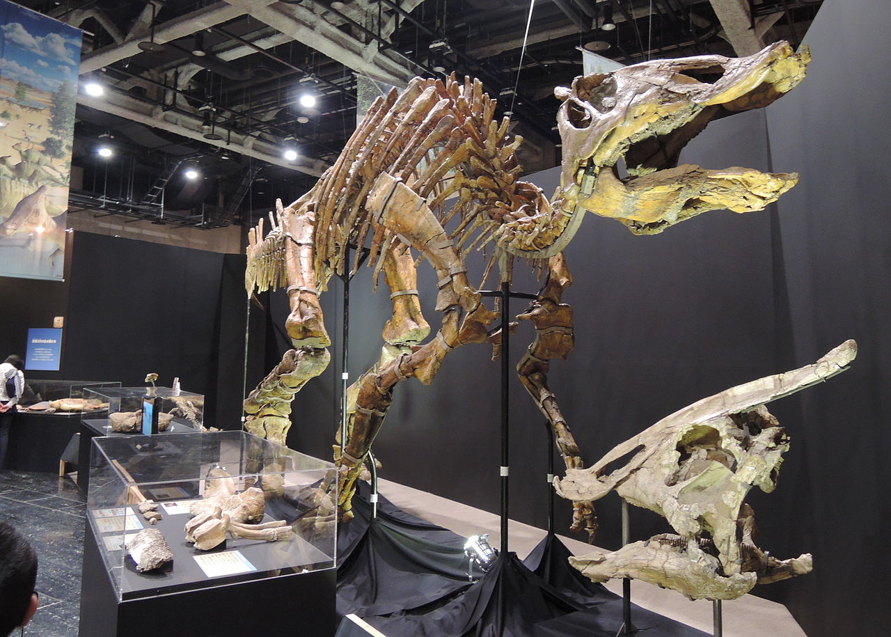 Dinozaurul Saurolophus
