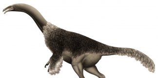 Dinozaurul Segnosaurus descoperit în Mongolia trăia în apropierea apelor din perioada Cretacicului