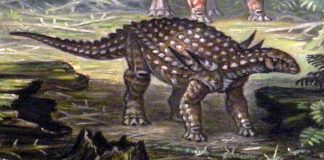 Dinozaurul Silvisaurus - șopârla de pădure