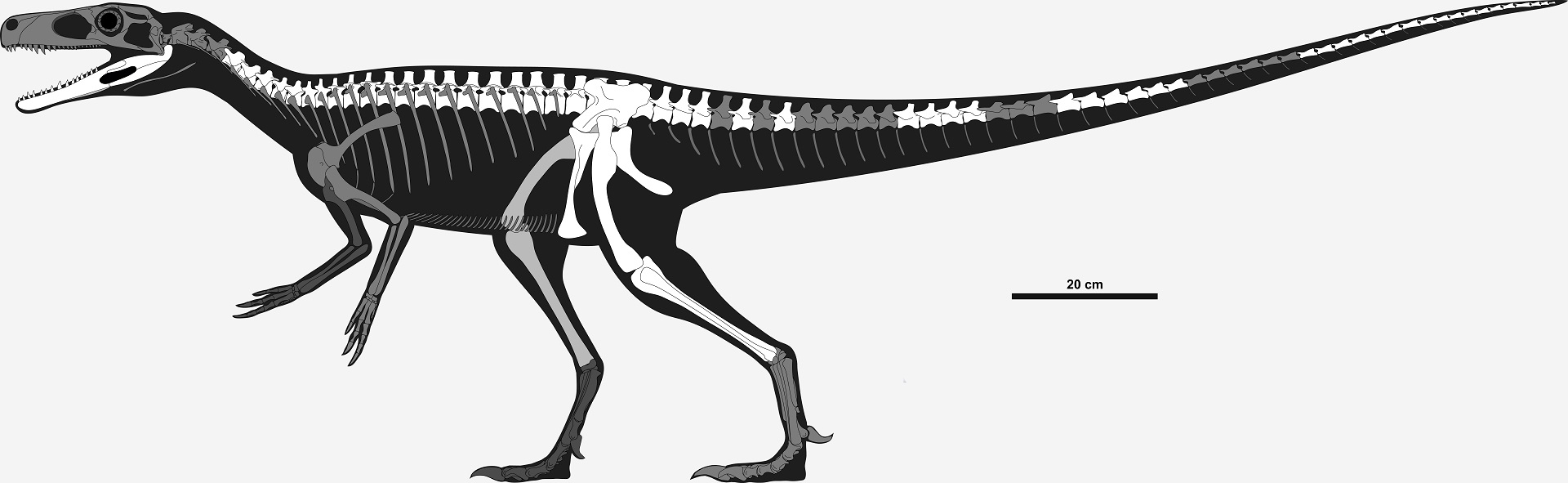 Dinozaurul Staurikosaurus - Șopârla Crucea Sudului