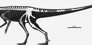 Dinozaurul Staurikosaurus - Șopârla Crucea Sudului