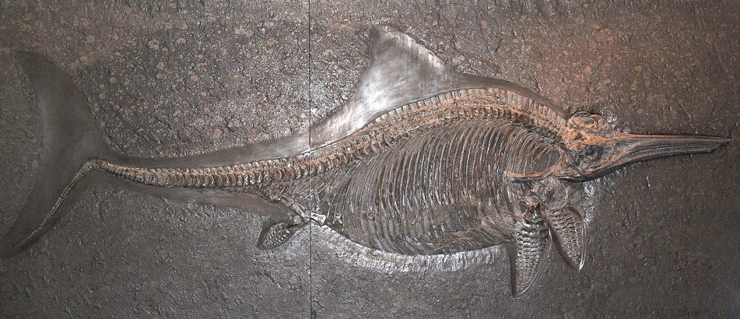 Dinozaurul Stenopterygius, face parte din categoria Ihtiozaurilor Dinozaurul Stenopterygius, face parte din categoria Ihtiozaurilor