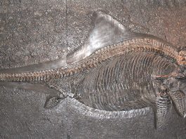 Dinozaurul Stenopterygius, face parte din categoria Ihtiozaurilor