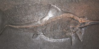 Dinozaurul Stenopterygius, face parte din categoria Ihtiozaurilor