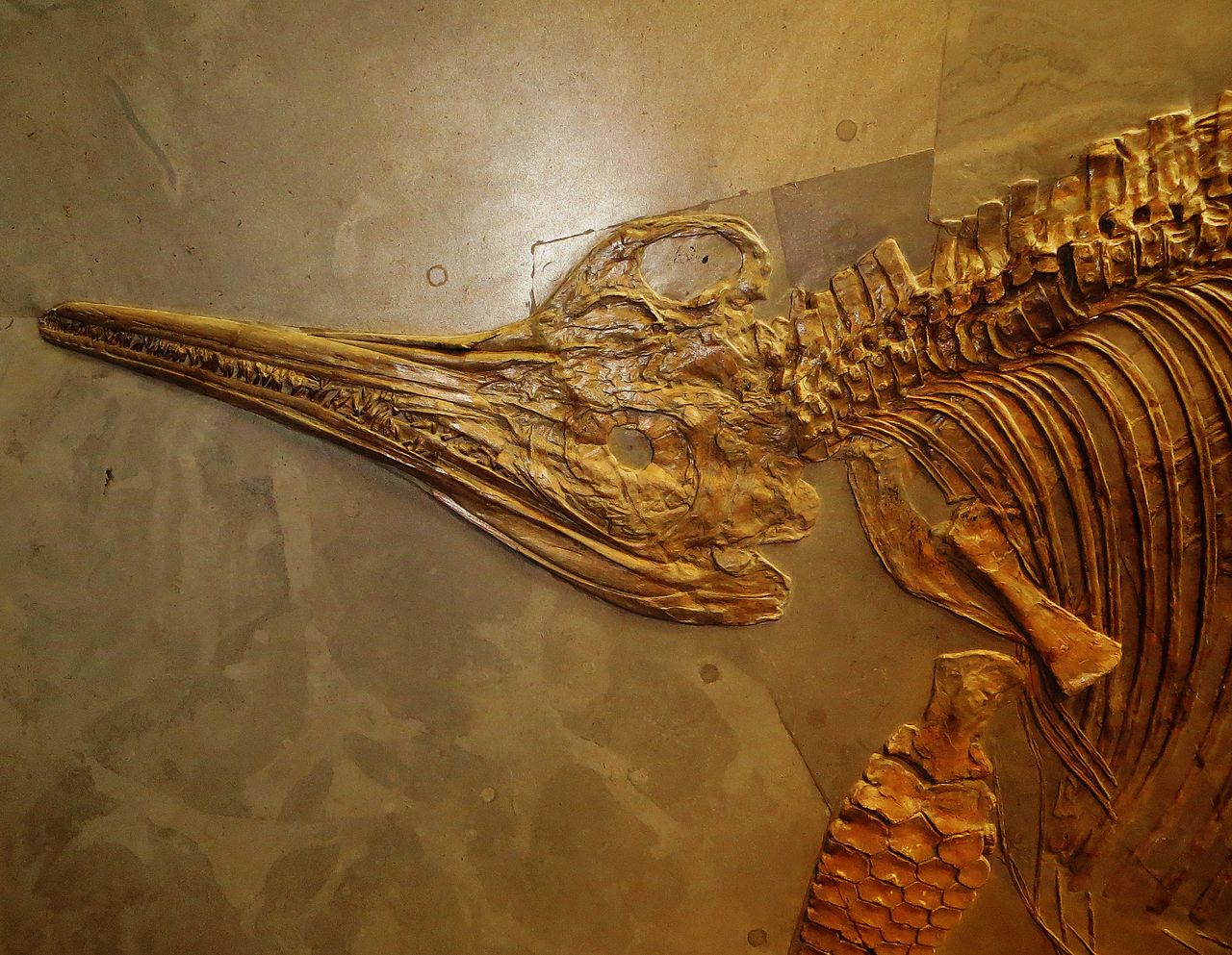 Dinozaurul Stenopterygius