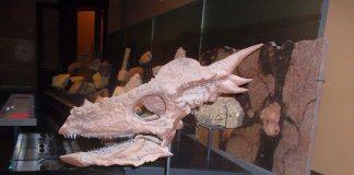 Dinozaurul Stygimoloch din Cretacicul superior