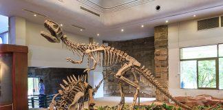 Dinozaurul Szechuanosaurus a trăit în Asia în perioada Jurasicului târziu