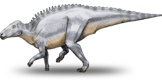 Dinozaurul Telmatosaurus, ale cărui rămășițe fosile au fost descoperite în România