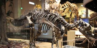 Dinozaurul Tenontosaurus descoperit în Montana