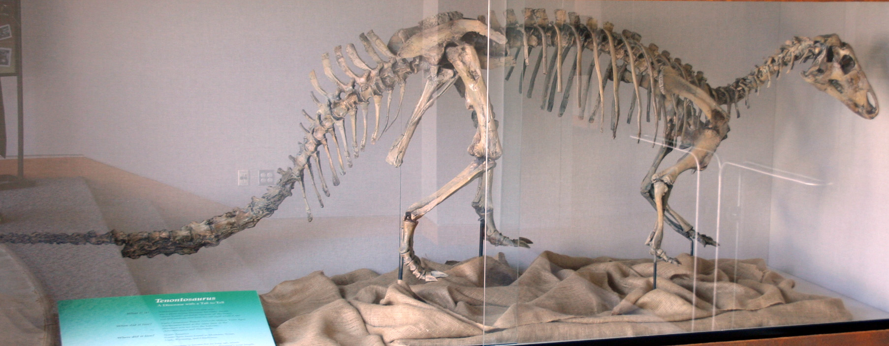 Dinozaurul Tenontosaurus