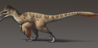 Dinozaurul Utahraptor descoperit în Utah-SUA